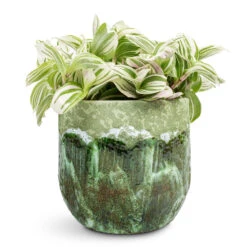 Tradescantia Zebrina - Brightness 14 Tradescantia Zebrina - Brightness -Plant Promotion Store Tradescantia zebrina Brightness 12x15 cm Moon Plant Pot Jungle 15x13cm