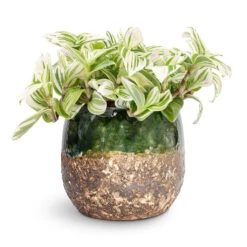 Lindy Plant Pot - Black Green 38 Lindy Plant Pot - Black Green -Plant Promotion Store Tradescantia zebrina Brightness 12x15cm Lindy Plant Pot Black Green 16x13cm 1
