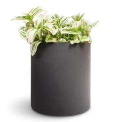 Tradescantia Zebrina - Brightness 15 Tradescantia Zebrina - Brightness -Plant Promotion Store Tradescantia zebrina Brightness 12x15cm Puk Natural Planter Matt Black 15x15cm