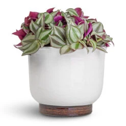 Tradescantia Zebrina - Inch Plant 27 Tradescantia Zebrina - Inch Plant -Plant Promotion Store Tradescantia zebrina Inch Plant 12x10cm Jayla Plant Pot White 17x14cm