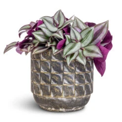Tradescantia Zebrina - Inch Plant 24 Tradescantia Zebrina - Inch Plant -Plant Promotion Store Tradescantia zebrina Inch Plant 12x10cm Jim Plant Pot Earth 14x12cm