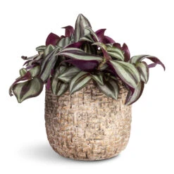 Maxim Plant Pot - Shiny Sand 23 Maxim Plant Pot - Shiny Sand -Plant Promotion Store Tradescantia zebrina Inch Plant 12x15cm Maxim Plant Pot Shiny Sand 14x13cm 1