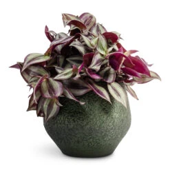 Tradescantia Zebrina - Inch Plant 21 Tradescantia Zebrina - Inch Plant -Plant Promotion Store Tradescantia zebrina Inch Plant 12x15cm Noor Plant Pot Velvet Green 16x13cm