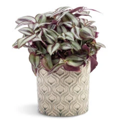 Tradescantia Zebrina - Inch Plant 29 Tradescantia Zebrina - Inch Plant -Plant Promotion Store Tradescantia zebrina Inch Plant 12x15cm Venetian Plant Pot Grey 16x14cm