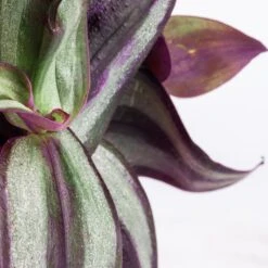 Tradescantia Zebrina - Inch Plant 19 Tradescantia Zebrina - Inch Plant -Plant Promotion Store Tradescantia zebrina Inch Plant SWATCH 2