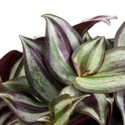 Tradescantia Zebrina - Inch Plant 28 Tradescantia Zebrina - Inch Plant -Plant Promotion Store Tradescantia zebrina Inch Plant SWATCH