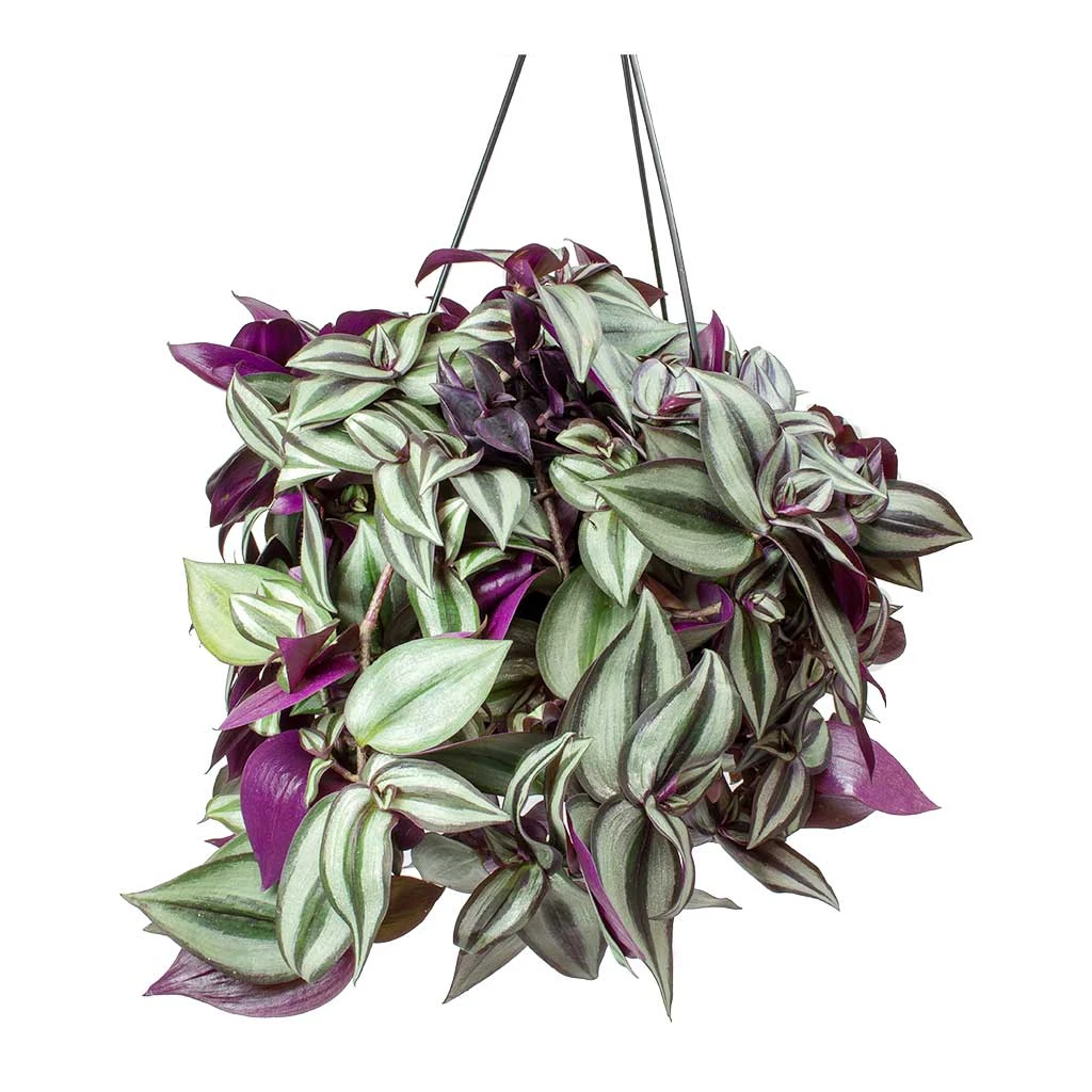 Tradescantia Zebrina - Inch Plant 11 Tradescantia Zebrina - Inch Plant - Image 9