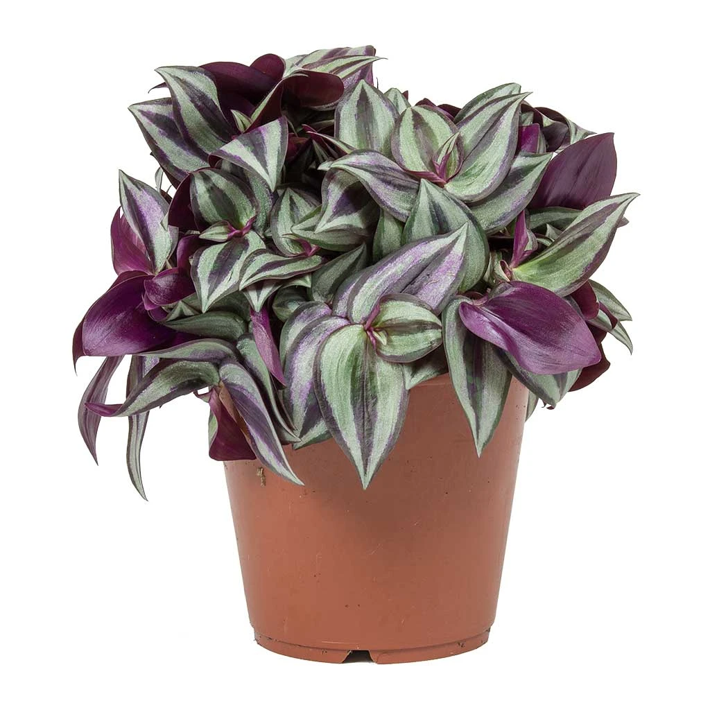 Tradescantia Zebrina - Inch Plant 9 Tradescantia Zebrina - Inch Plant - Image 7