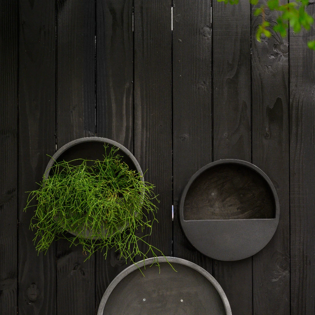 Wally Natural Wall Planter - Black 7 Wally Natural Wall Planter - Black - Image 5