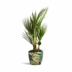 Monza Plant Pot - Botanical Fern -Plant Promotion Store Washingtonia robusta Mexican Fan Palm 15x50cm Monza PlantPot Botanical Fern 17x17cm 11e592ef 9743 47fb 85f8 647fed9c5c04