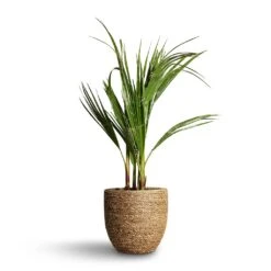 Cody Plant Pot - Straw Grass 41 Cody Plant Pot - Straw Grass -Plant Promotion Store Washingtonia robusta Mexican Fan Palm 15x60cm Cody Plant Pot Straw Grass 22x20cm d3f4bb83 8542 457f beb1 a8d44faa5594