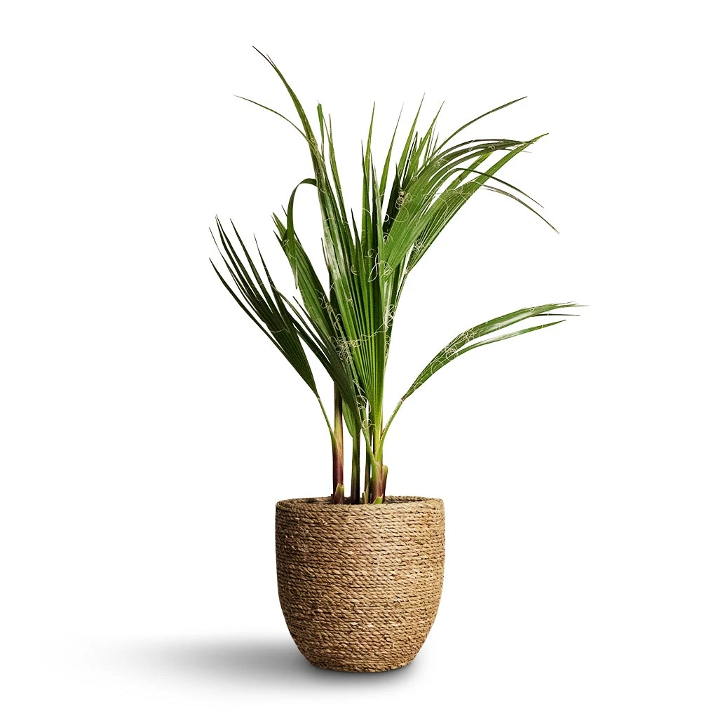 Cody Plant Pot - Straw Grass 22 Cody Plant Pot - Straw Grass - Image 20