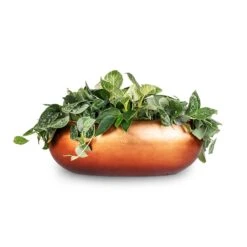 Metallic Boat Planter - Matt Copper 15 Metallic Boat Planter - Matt Copper -Plant Promotion Store White Wonder Satin Pathos Metallic Boat Planter Matt Copper 56x23x20cm