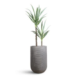 Cody Ridged Tall Planter - Dark Grey -Plant Promotion Store Yucca Artificial 110cm 2 stems Cody Ridged Tall Planter Dark Grey 35x55cm