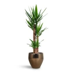 Yucca - HydroCare -Plant Promotion Store Yucca HydroCare Amora Couple Planter Gold