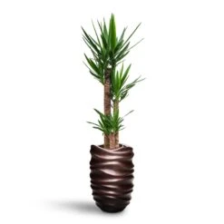 Yucca - HydroCare -Plant Promotion Store Yucca HydroCare Gradient Lee Partner Planter Matt Coffee