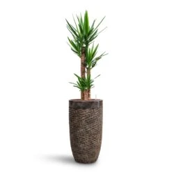 Yucca - HydroCare -Plant Promotion Store Yucca HydroCare Luxe Lite Layer Partner Planter Bronze