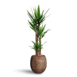 Yucca - HydroCare -Plant Promotion Store Yucca Hydroculture 3 stems Polystone Coated Balloon Planter Rock 42 x 42cm