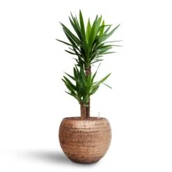 Yucca - HydroCare -Plant Promotion Store Yucca Hydroculture2 stems Opus Hammered Globe Planter Gold 40 x 32cm