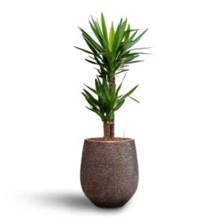 Yucca - HydroCare -Plant Promotion Store Yucca Hydroculture2 stems Opus Hit Darcy Planter Gold 38 x 42cm