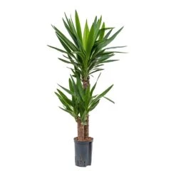 Yucca - HydroCare -Plant Promotion Store Yucca Multi Stem Hydroculture Indoor Plant 2Stems