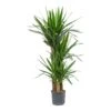 Yucca - HydroCare -Plant Promotion Store Yucca Multi Stem Hydroculture Indoor Plant 3Stems