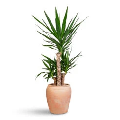 Rhea Plant Pot - Terracotta 10 Rhea Plant Pot - Terracotta -Plant Promotion Store Yucca elephantipes 21x100cm 3 stems Rhea Pot Terracotta 32x34cm 1