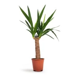 Yucca Elephantipes - Spineless Yucca 25 Yucca Elephantipes - Spineless Yucca -Plant Promotion Store Yucca elephantipes Spineless Yucca 14x60cm