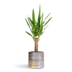 Didi Plant Pot - Pearl Blue -Plant Promotion Store Yucca elephantipes Spineless Yucca 14x60cm Didi Plant Pot Pearl Blue 19x16cm 1