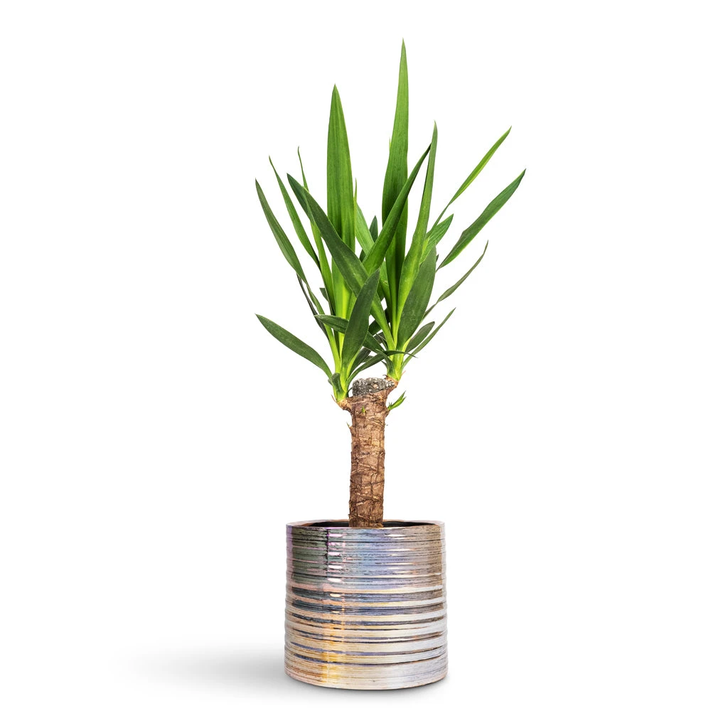 Yucca Elephantipes - Spineless Yucca 8 Yucca Elephantipes - Spineless Yucca - Image 6