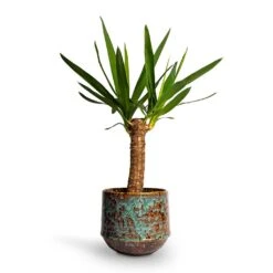 Yucca Elephantipes - Spineless Yucca