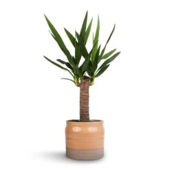 Yucca Elephantipes - Spineless Yucca 29 Yucca Elephantipes - Spineless Yucca -Plant Promotion Store Yucca elephantipes Spineless Yucca 14x60cm Puro Ripple Plant Pot Peach 17x16cm 46a05443 b5cb 422b a2bf e59f8275c0eb