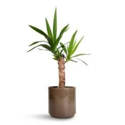 Remmi Glaze Plant Pot - Mocha 18 Remmi Glaze Plant Pot - Mocha -Plant Promotion Store Yucca elephantipes Spineless Yucca 14x60cm Remmi Glaze Plant Pot Mocha 16x16cm