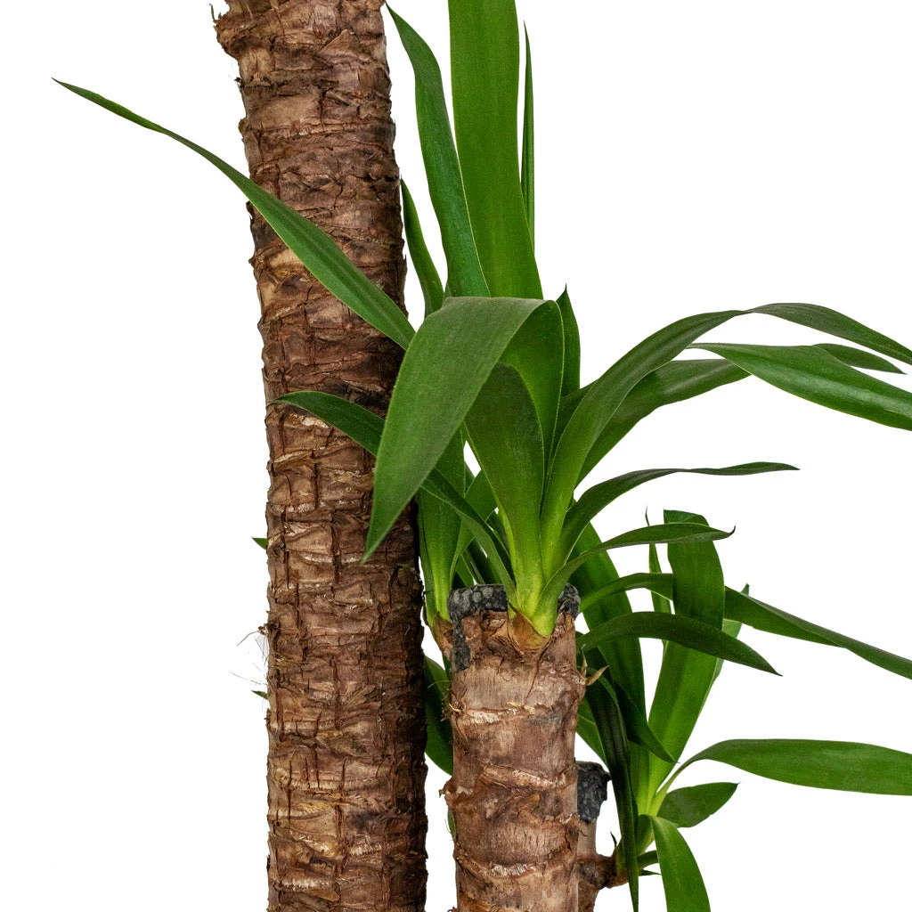 Yucca Elephantipes - Spineless Yucca 4 Yucca Elephantipes - Spineless Yucca - Image 2