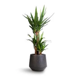 Raindrop Tube Round Planter - Anthracite 18 Raindrop Tube Round Planter - Anthracite -Plant Promotion Store Yucca elephantipes Spineless Yucca 21x90cm Raindrop Tube Round Planter Anthracite