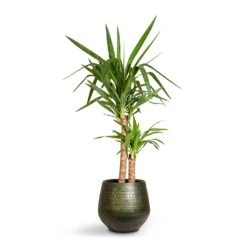 Noor Plant Pot - Velvet Green 27 Noor Plant Pot - Velvet Green -Plant Promotion Store Yucca elephantipes Spineless Yucca 21x95cm 2stems Noor Plant Pot Velvet Green 32x30cm