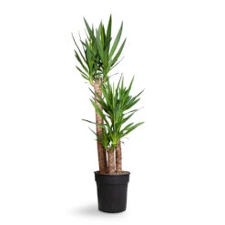 Yucca Elephantipes - Spineless Yucca 40 Yucca Elephantipes - Spineless Yucca -Plant Promotion Store Yucca elephantipes Spineless Yucca 27x140cm 3stems
