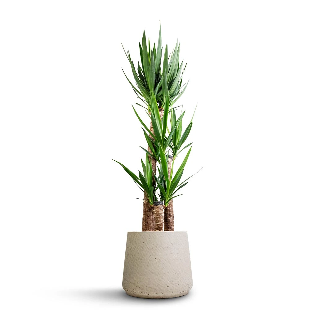 Patt Plant Pot - Grey Washed 15 Patt Plant Pot - Grey Washed - Image 13