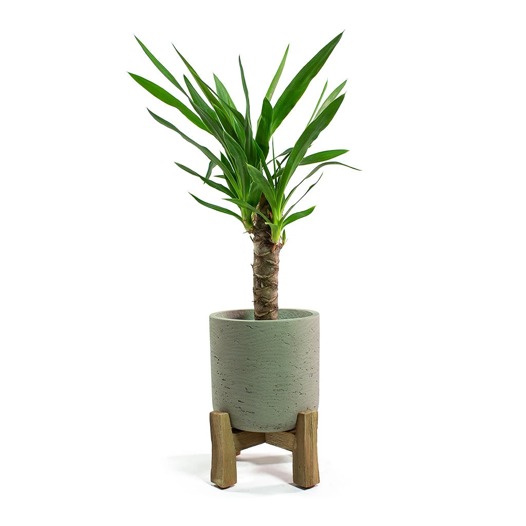 Charlie Plant Pot - Low Stand - Grey Washed 8 Charlie Plant Pot - Low Stand - Grey Washed - Image 6