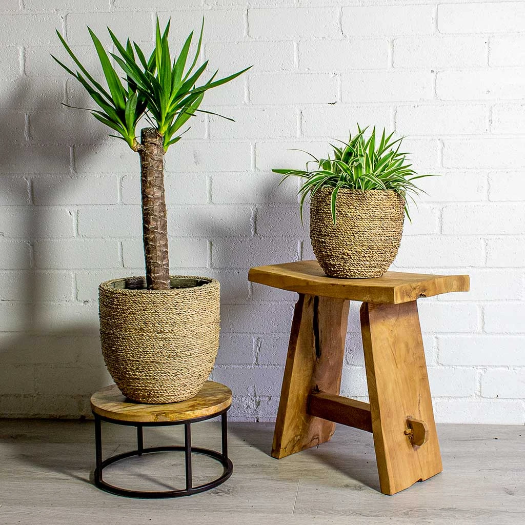 Cody Plant Pot - Straw Grass 19 Cody Plant Pot - Straw Grass - Image 17