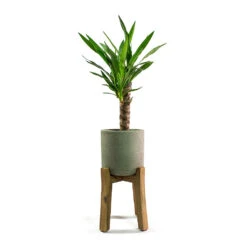 Charlie Plant Pot - Tall Stand - Grey Washed 15 Charlie Plant Pot - Tall Stand - Grey Washed -Plant Promotion Store Yucca elephantipes Spineless Yucca Patt Plant Pot Low Stand Black Washed