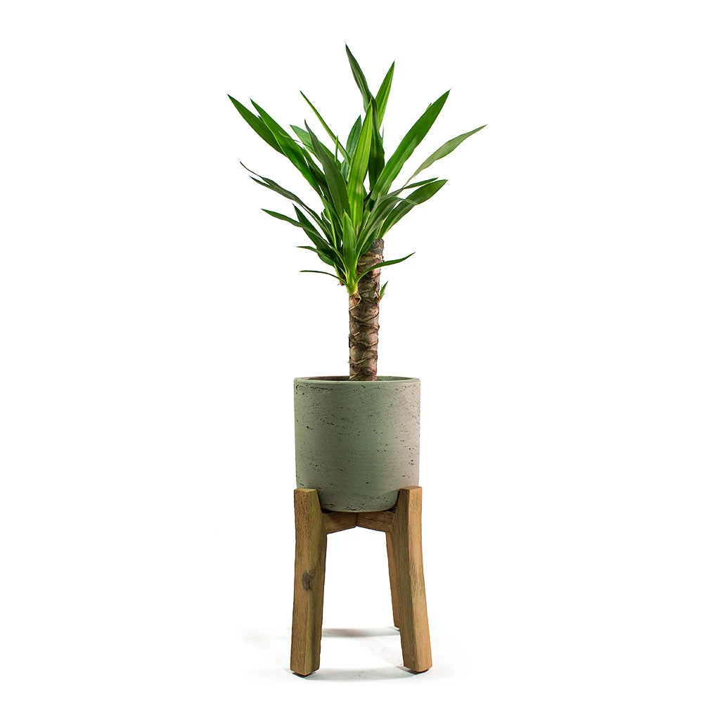 Charlie Plant Pot - Tall Stand - Grey Washed 8 Charlie Plant Pot - Tall Stand - Grey Washed - Image 6