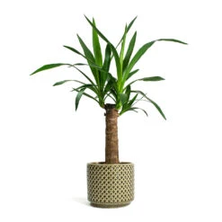 Yucca Elephantipes - Spineless Yucca 28 Yucca Elephantipes - Spineless Yucca -Plant Promotion Store Yucca elephantipes Spineless Yucca Thies Plant Pot Olive Green c12878d5 eee8 41b8 a40f 25046b21a0ee