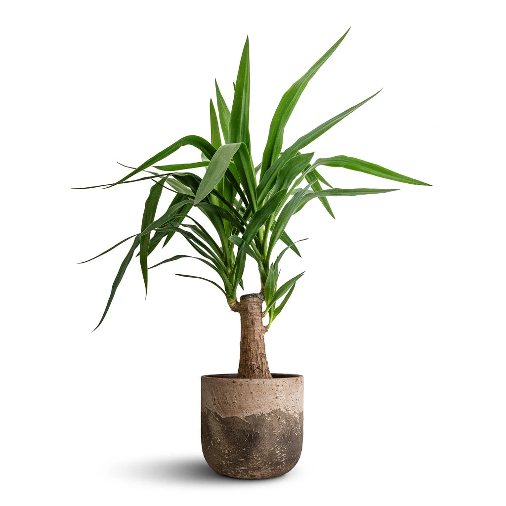 Albero Plant Pot - Cement 10 Albero Plant Pot - Cement - Image 8