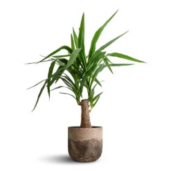 Yucca Elephantipes - Thick Trunk 17 Yucca Elephantipes - Thick Trunk -Plant Promotion Store Yucca elephantipes Thick Trunk 19x80cm Albero Plant Pot Cement 21x19cm 171f1f15 8768 47c8 a13a 77fac554ef3c