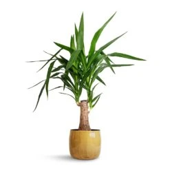 Babet Plant Pot - Camel 17 Babet Plant Pot - Camel -Plant Promotion Store Yucca elephantipes Thick Trunk 19x80cm Babet Plant Pot Camel 21x18cm