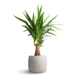 Yucca Elephantipes - Thick Trunk 15 Yucca Elephantipes - Thick Trunk -Plant Promotion Store Yucca elephantipes Thick Trunk 19x80cm Mini Valerie Plant Pot Grey Washed 28x22cm