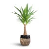 Yucca Elephantipes - Thick Trunk -Plant Promotion Store Yucca elephantipes Thick Trunk 21x100cm Lindy Plant Pot Black 30x25cm