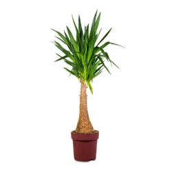 Yucca Elephantipes - Thick Trunk 21 Yucca Elephantipes - Thick Trunk -Plant Promotion Store Yucca elephantipes Thick Trunk 27x140cm