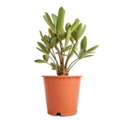 Zamia Furfuracea - Cardboard Palm 17 Zamia Furfuracea - Cardboard Palm -Plant Promotion Store Zamia furfuracea Cardboard Palm 12x45cm